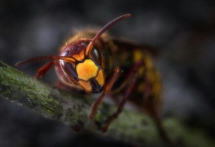 Wasp Nest Removal, Hertford, hertfordshire